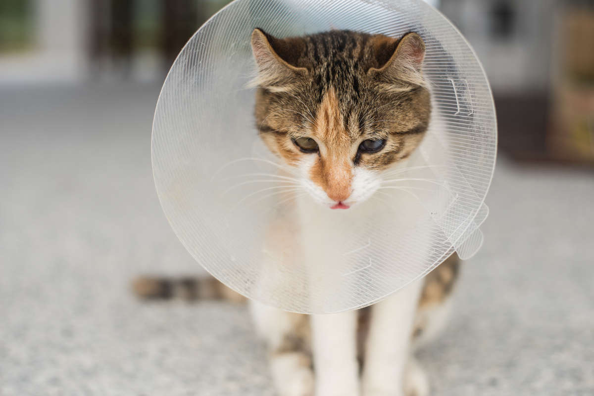 Pomen elizabetinske ovratnice za mačke: dragoceni nasveti!