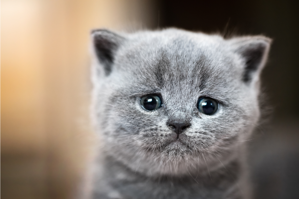 Η γάτα κλαίει πολύ; Δείτε τις πιθανές αιτίες και τι να κάνετε