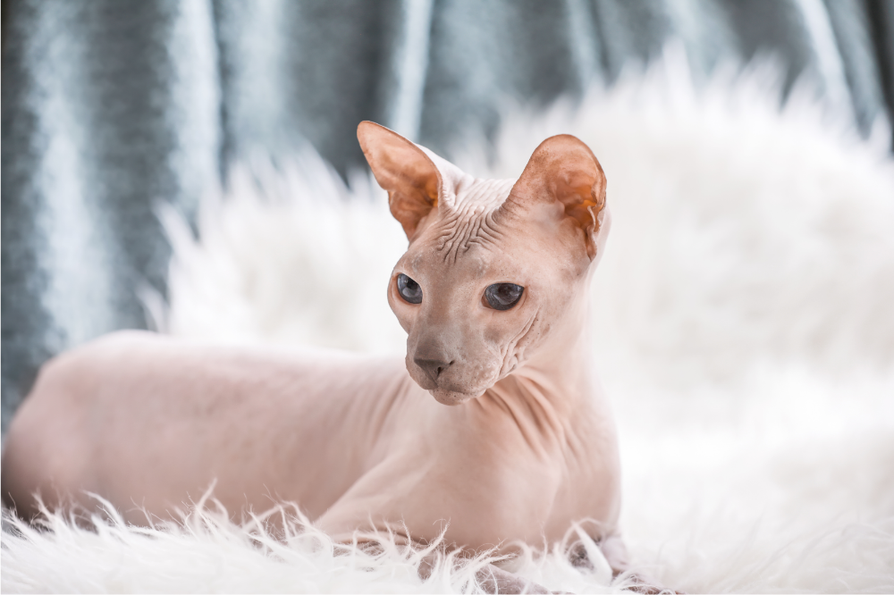 Котка сфинкс: запознайте се с най-известната безкосместа котка в света!