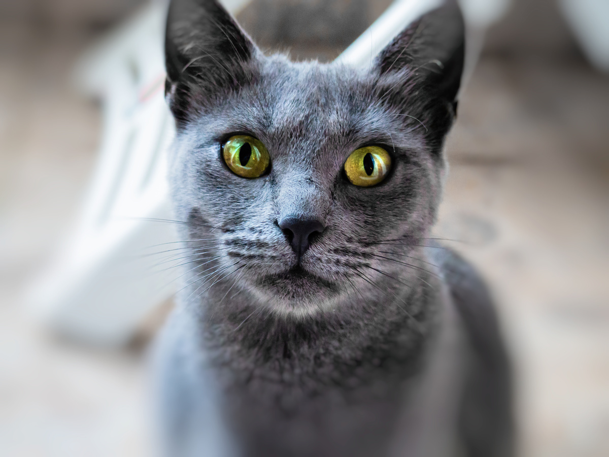 Ρωσική μπλε γάτα: αξιοπερίεργα της φυλής, τιμή και φροντίδα