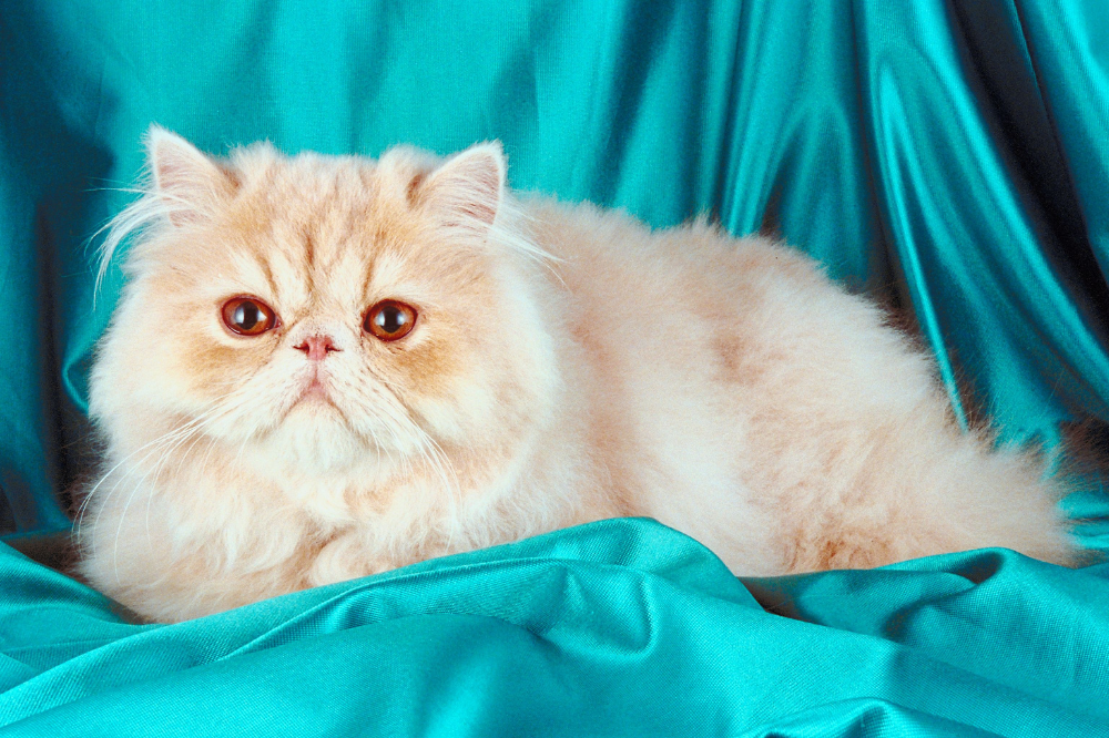 القط الفارسي: انظر إلى الشخصية والرعاية والسعر والمزيد