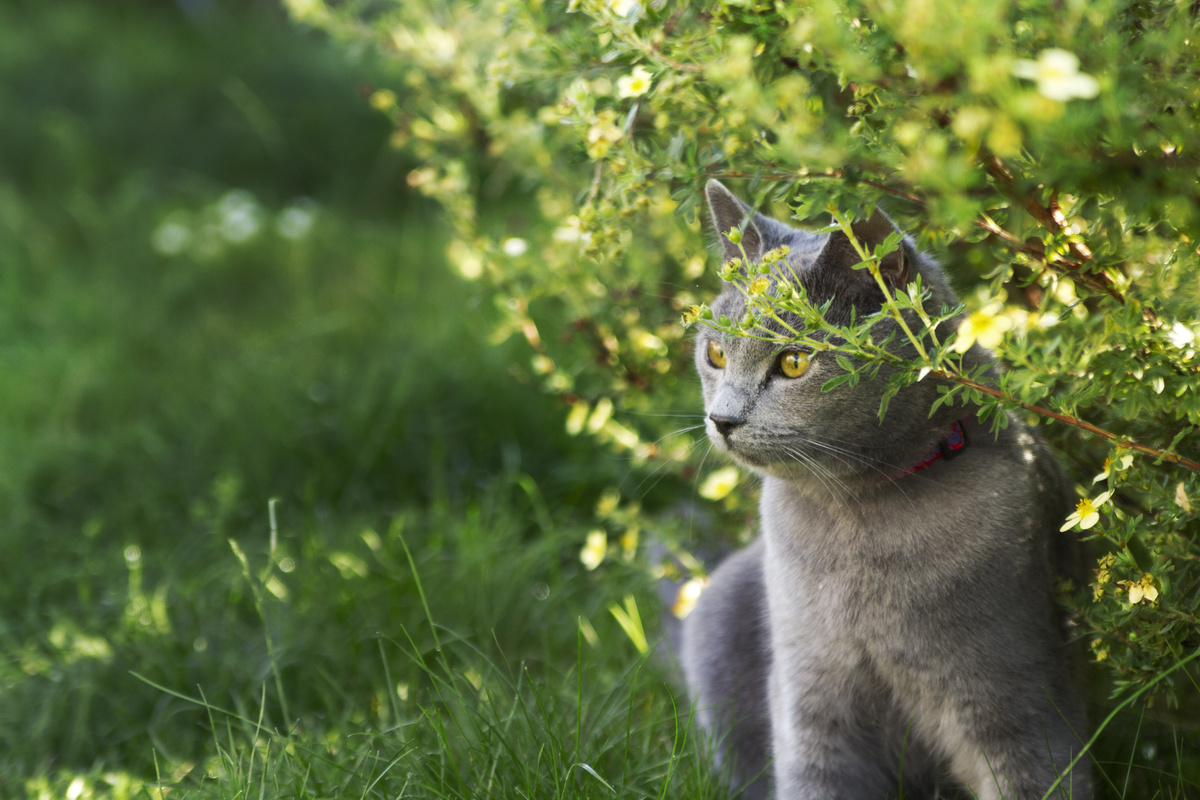 Skremme katter ut av hagen: tips om hvordan du holder dem unna!