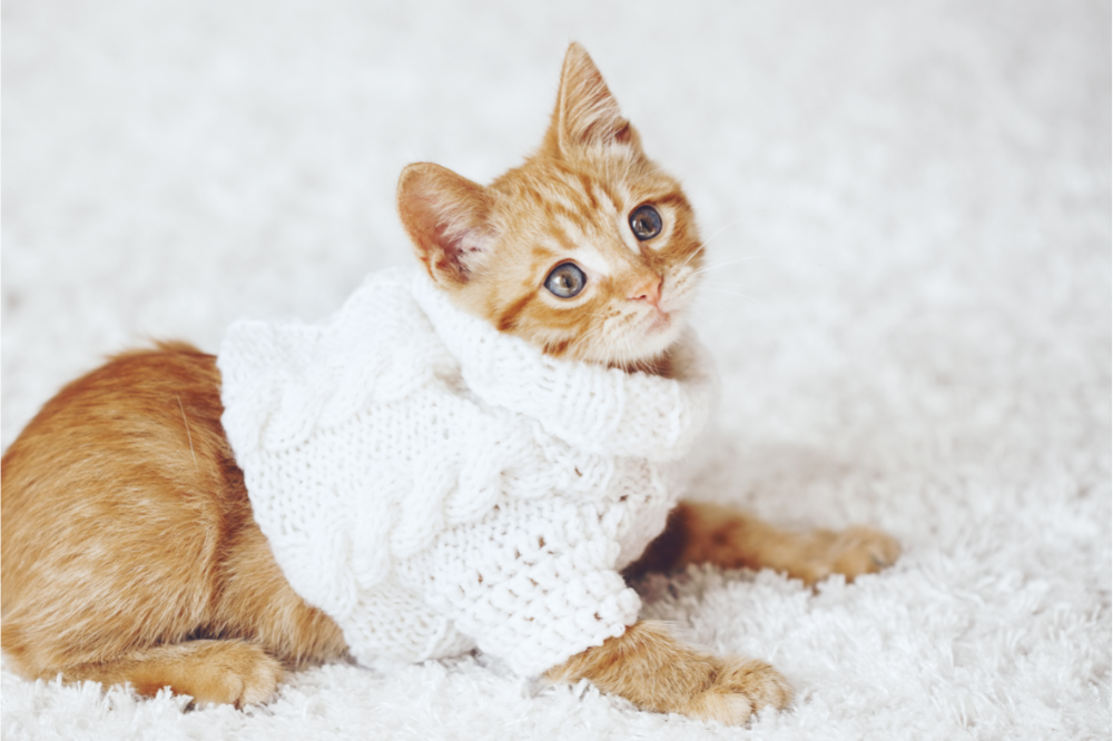 Κρυώνει η γάτα σας; Μάθετε τι πρέπει να κάνετε για να ζεσταθείτε