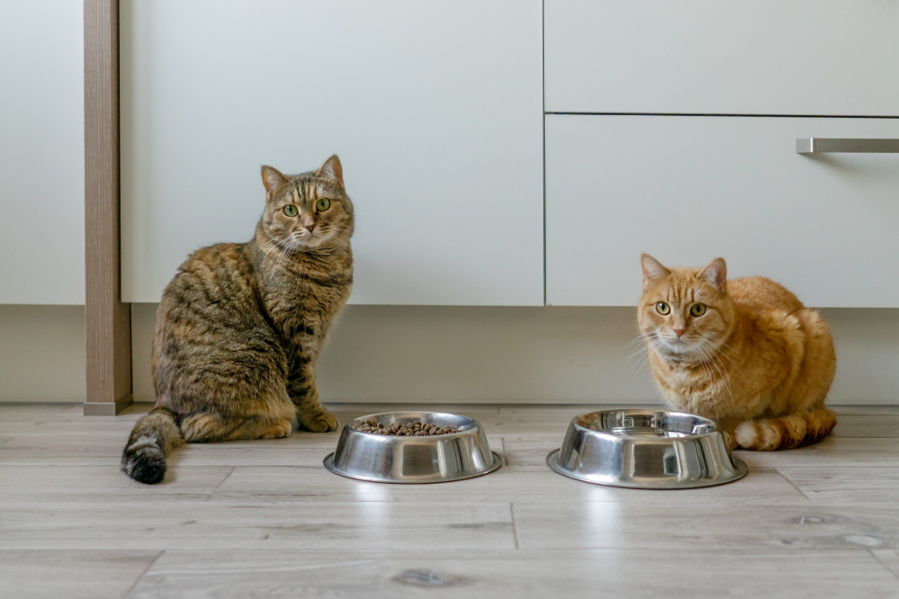 Կատուների սննդի քանակը. տես խորհուրդներ, թե ինչպես հաշվարկել