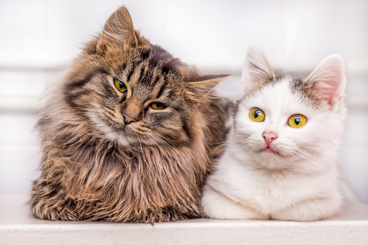 Katzen, die sich zu Hause streiten - wichtige Tipps für die Zucht!