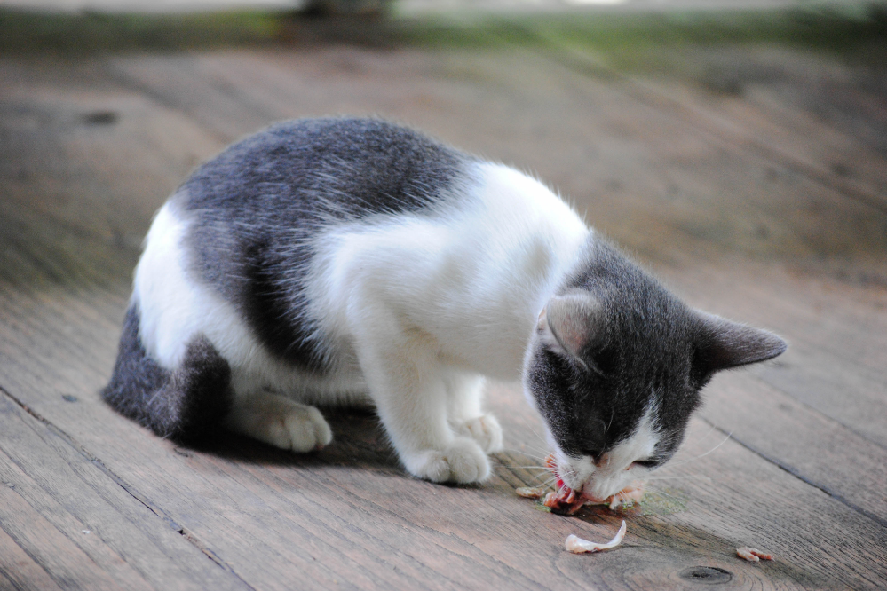 Απαγορευμένες τροφές για γάτες: δείτε τις 22 πιο τοξικές!