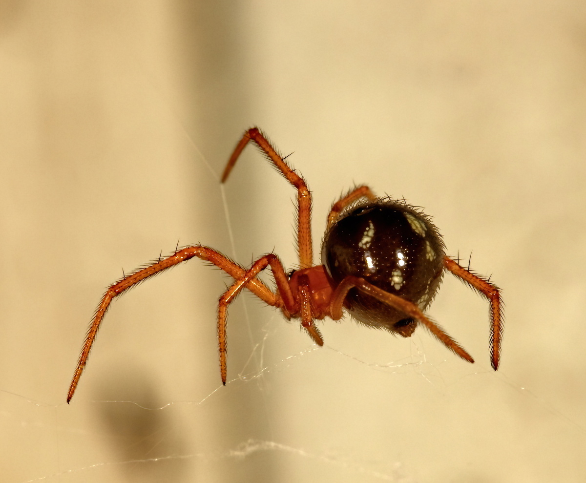 Rood spinnetje: bekijk de kenmerken en kijk of het gevaarlijk is!