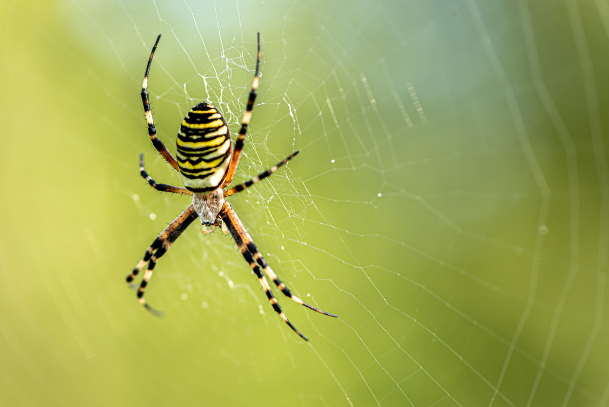 Црн и жолт пајак: што треба да знаете за нив!