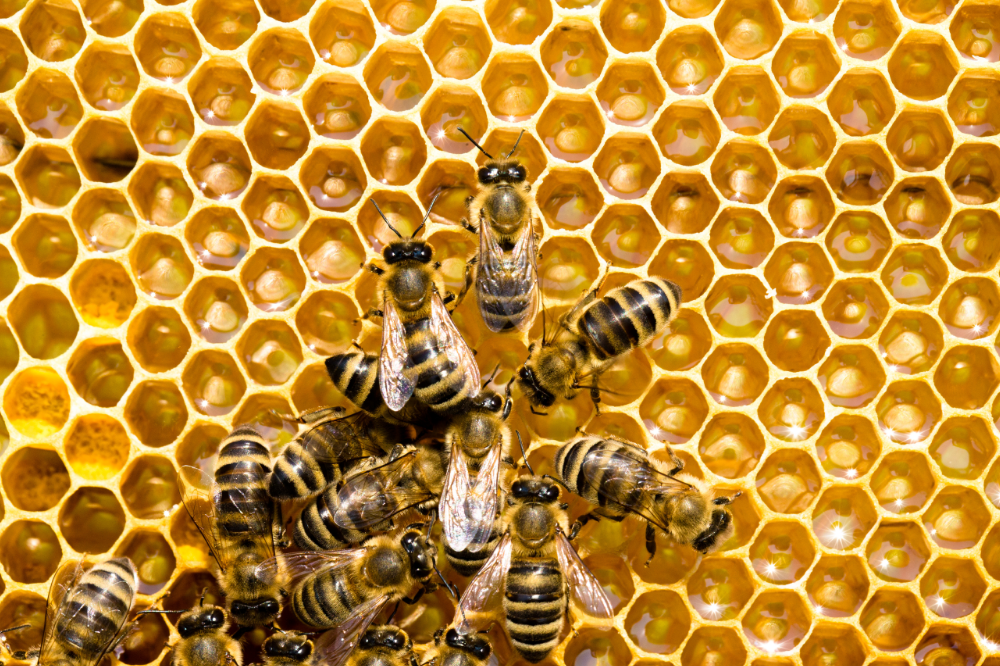 Typy včiel: druhy, funkcie a správanie