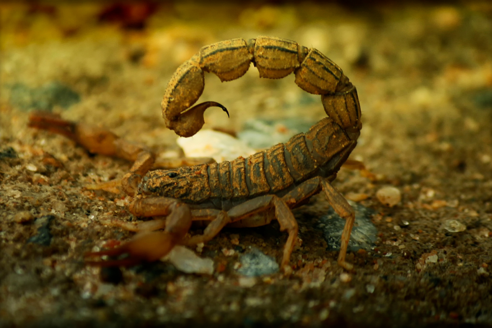 Dowiedz się, jak zabić skorpiona prostymi domowymi sposobami!