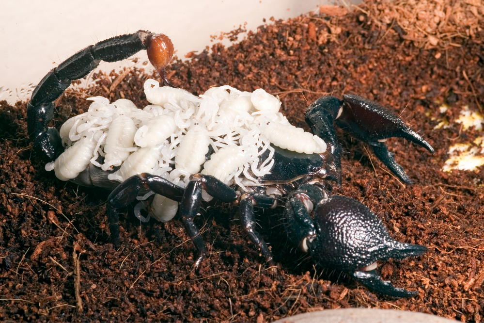Žuti i crni mali škorpion: ubod, otrov i više. Izgled!