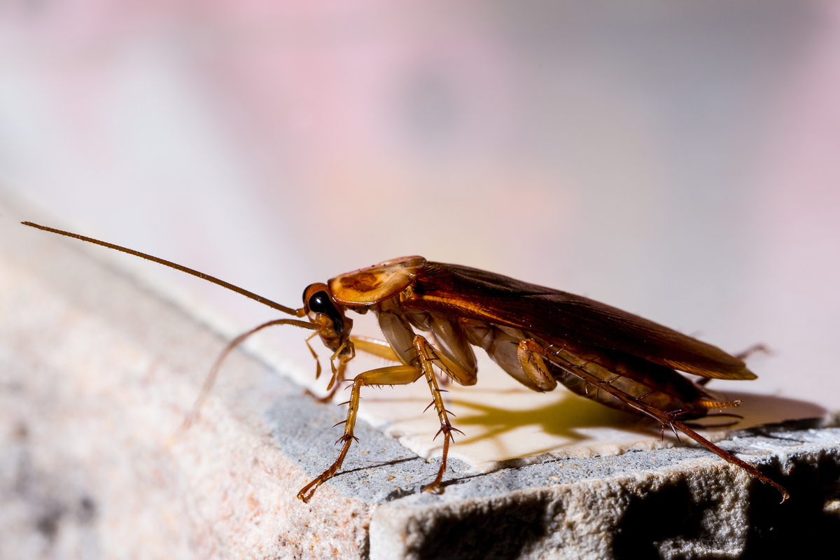 Δαγκώνει η κατσαρίδα; Ακολουθούν μερικές σημαντικές συμβουλές και πληροφορίες