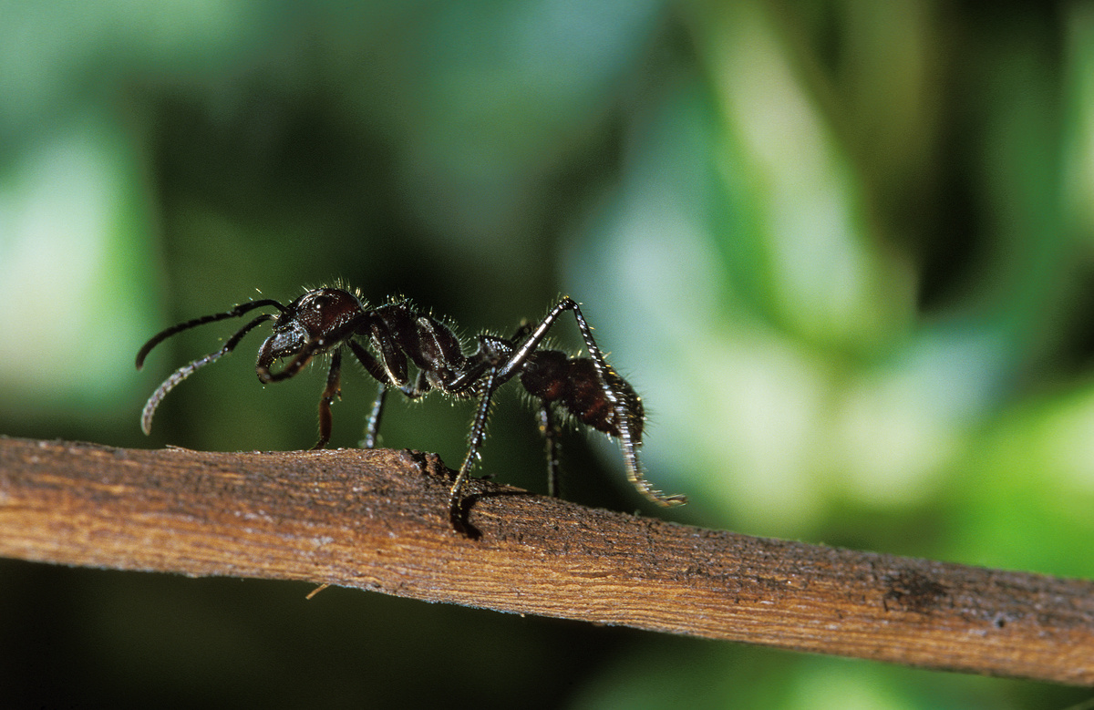 Μυρμήγκι Toucan: γνωρίστε το πιο οδυνηρό τσίμπημα στον κόσμο