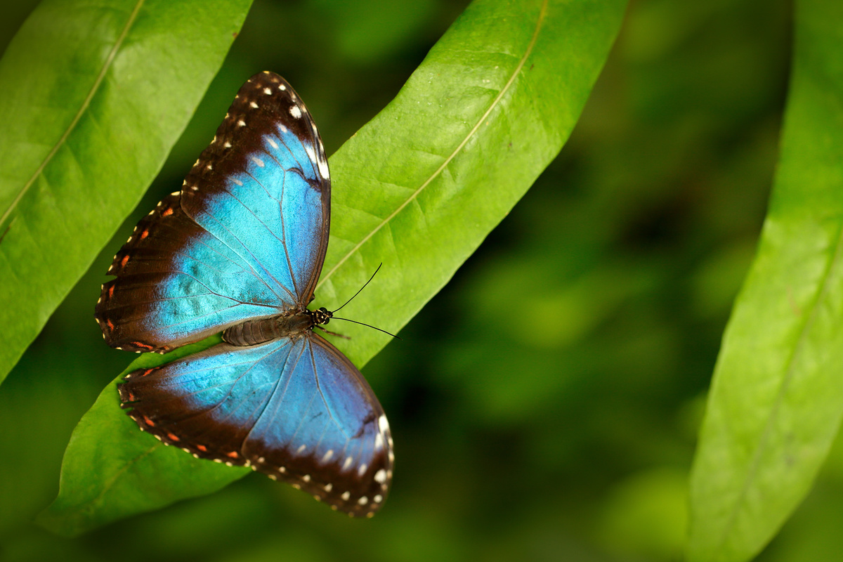 Tutto sulle farfalle: caratteristiche, curiosità e altro ancora!