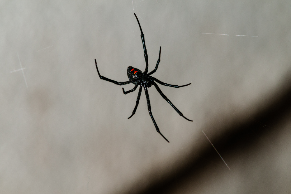 Pentru a visa un păianjen negru: mare, crabby și mai multe tipuri