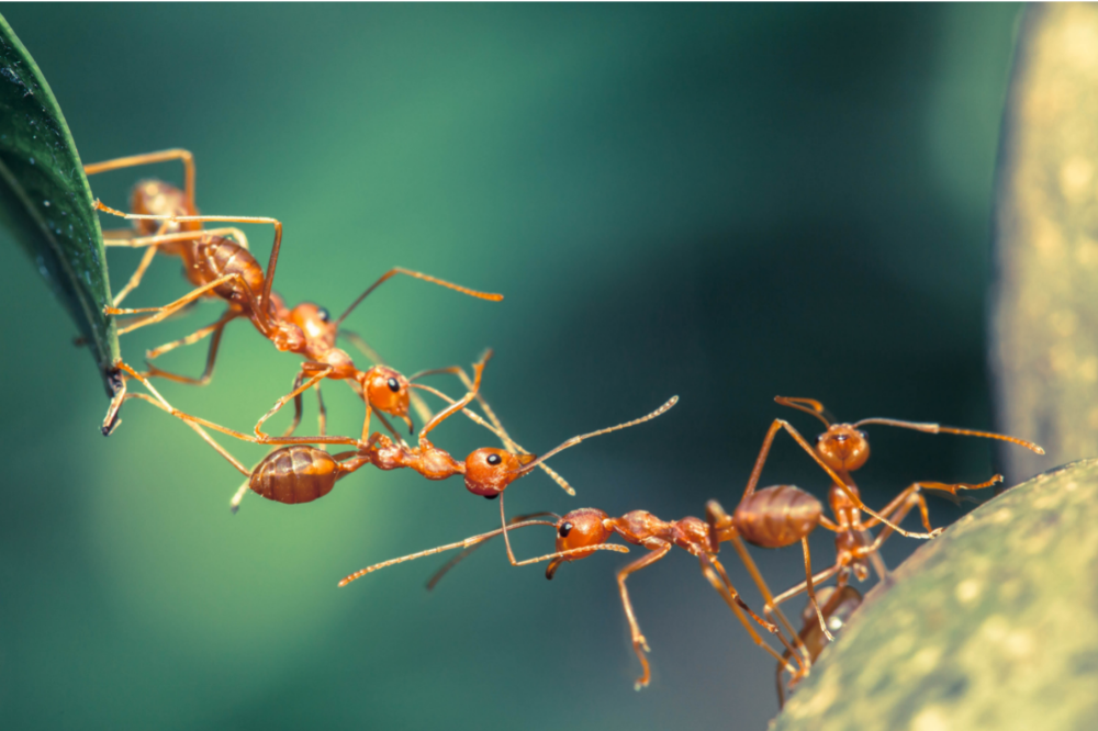 蚂蚁的类型：了解家用和有毒的物种