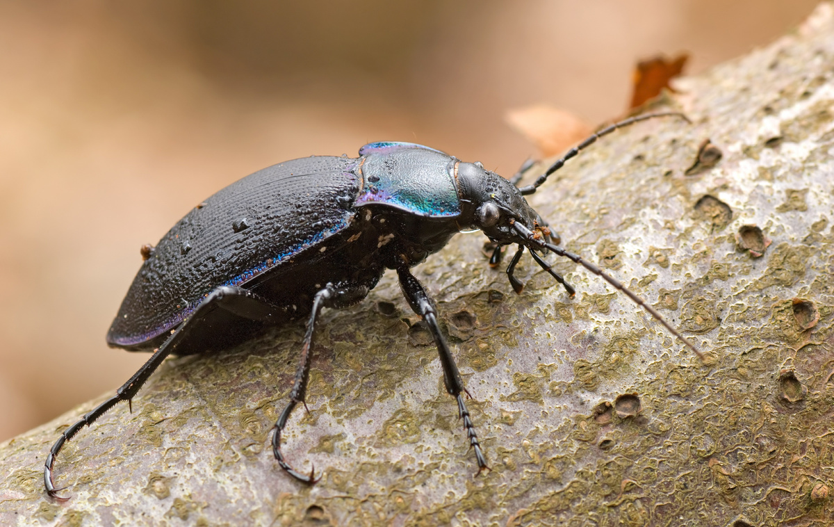Beetle: Daneyên teknîkî û meraqên li ser vê beetle kontrol bikin!