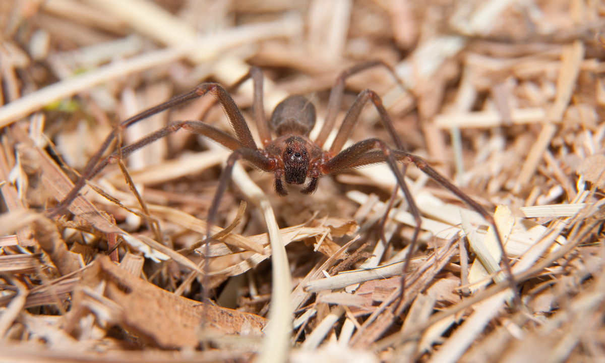 Arañas velenosas no Brasil: consulta a lista das máis perigosas