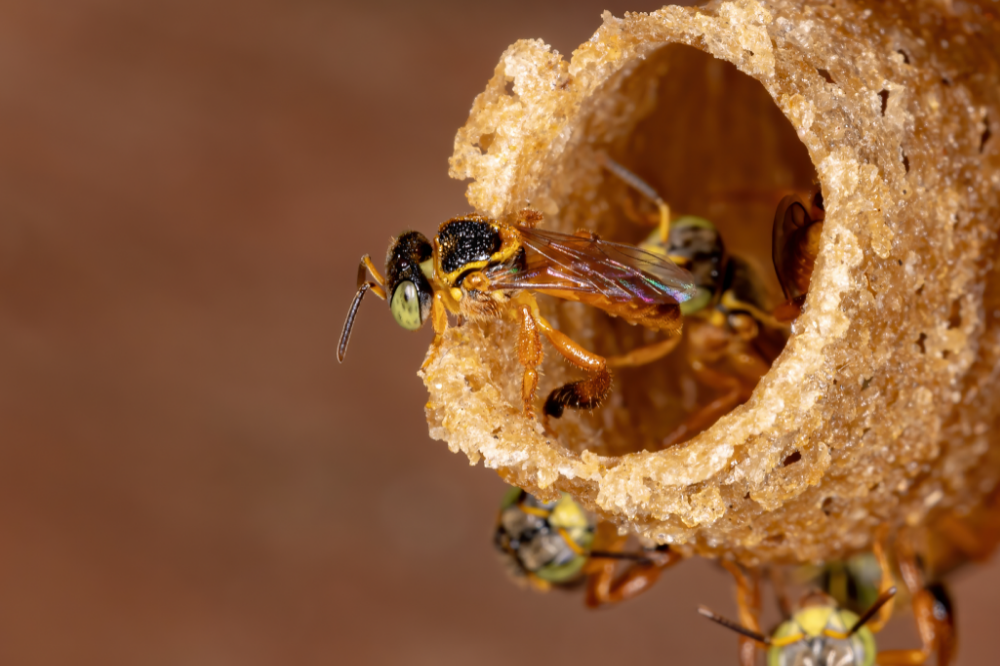 ジャタイミツバチ：情報、捕獲方法、蜂蜜などを参照。