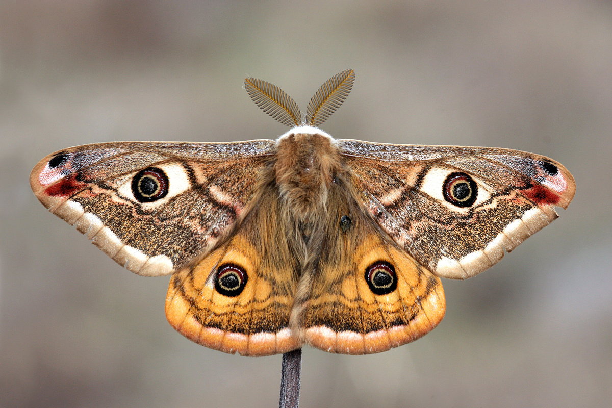 Nachtvlinder: zie hoe je hem kunt onderscheiden van de vlinder en meer curiosa!