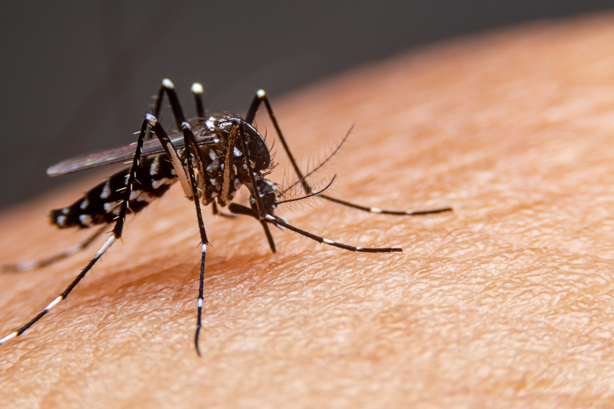 Hoe je thuis van muggen afkomt: bekijk 20 eenvoudige manieren!