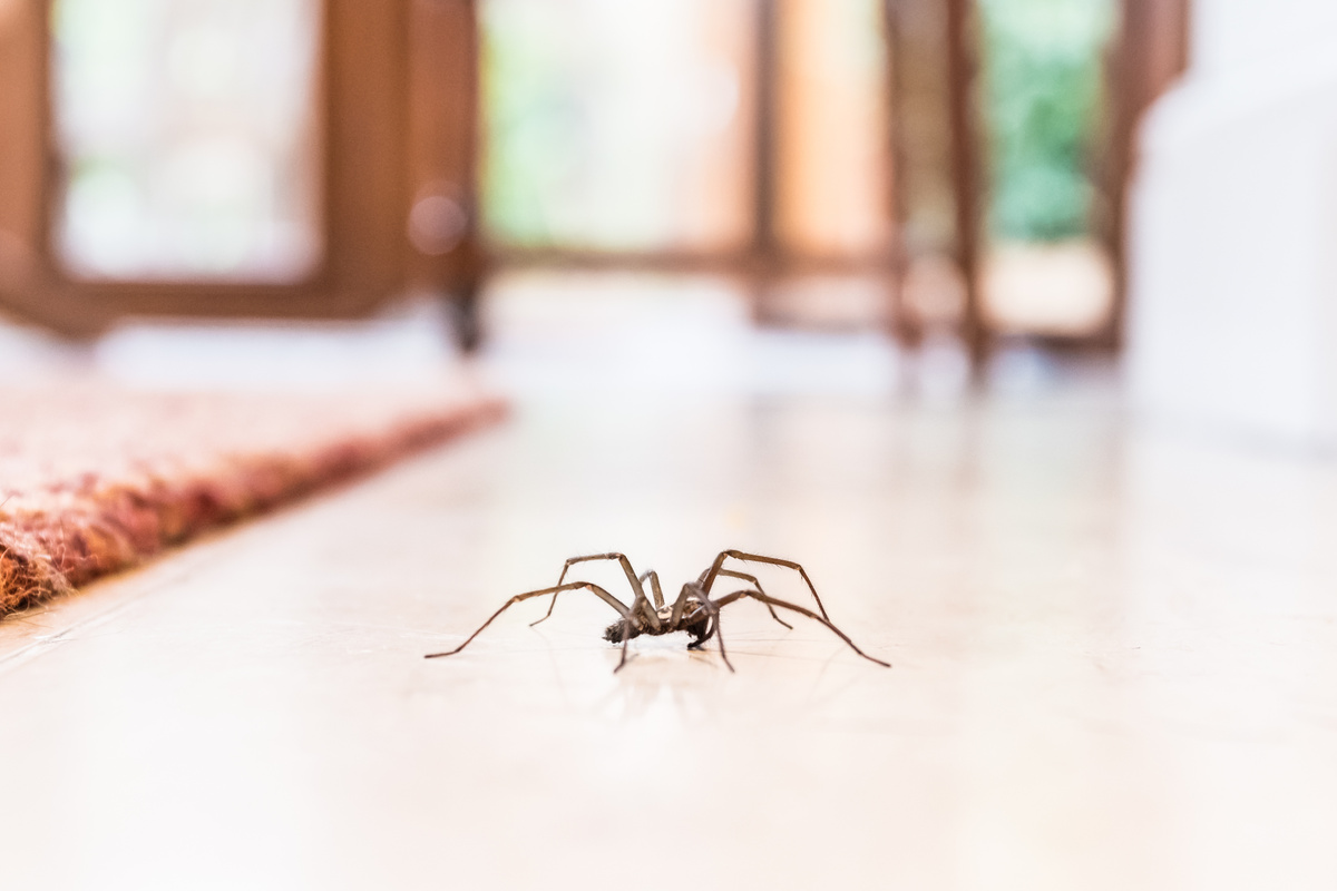 Giftige spinnen: ken de gevaarlijkste en de ongevaarlijkste