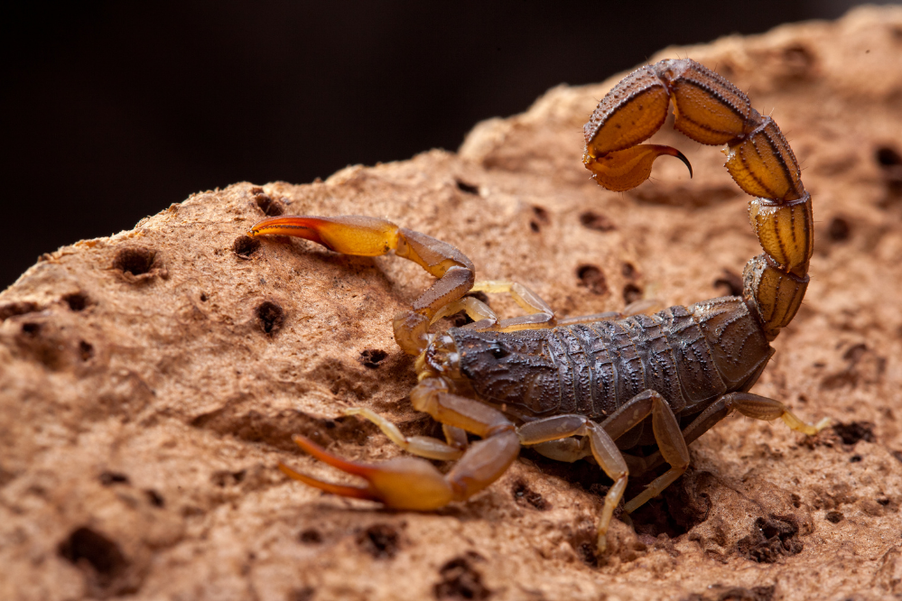 Kan den gule skorpions stik dræbe? Her er, hvad du skal gøre!