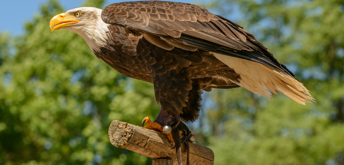 Taybetmendiyên Eagle: kesayetî, nûvekirin û bêtir