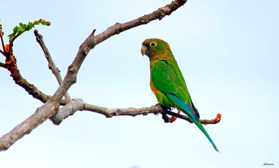 Periquito-da-caatinga: дивіться повний путівник по цій прекрасній пташці!