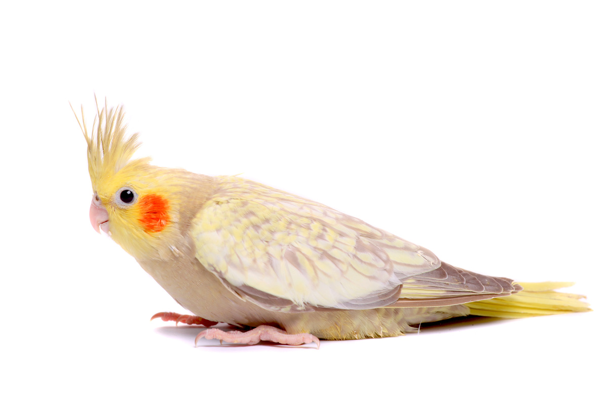 Бисерни кокатил: комплетан водич за ову птицу боје цимета