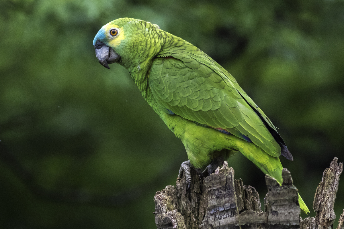 Druhy papoušků: pravý, mangrovový, charon a další druhy