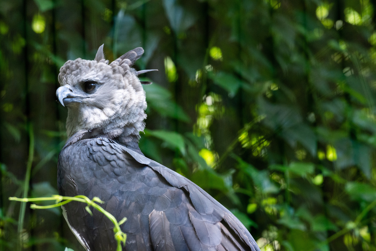Harpia Brasileira: γνωρίστε το γιγαντιαίο πουλί του Αμαζονίου