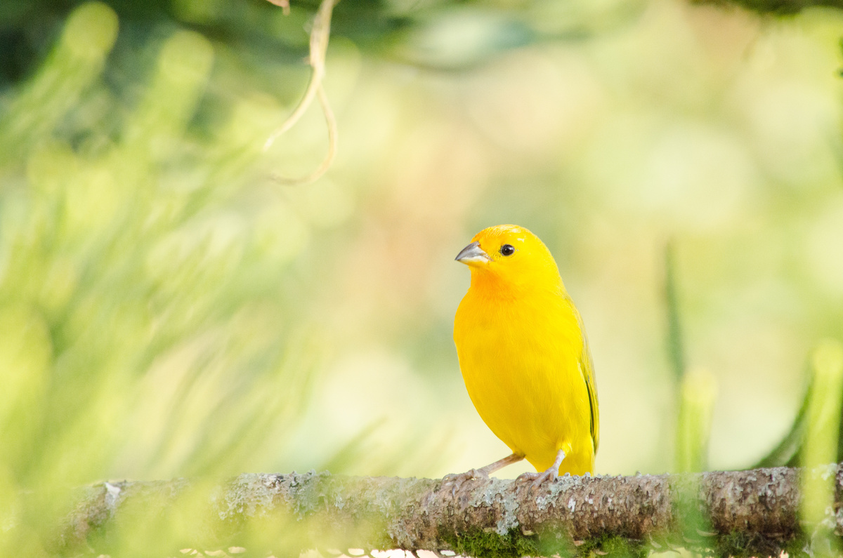Leer de Braziliaanse vogels kennen en bekijk hun rariteiten!