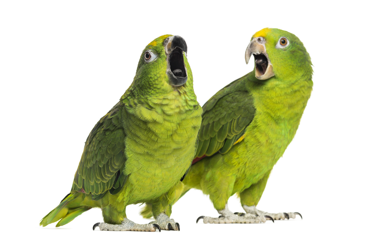 Птици што зборуваат! Птици, папагали, какаду, ара и многу повеќе