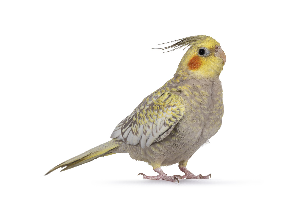 Какаду арлекин: все о различных видах и окрасах этой птицы!