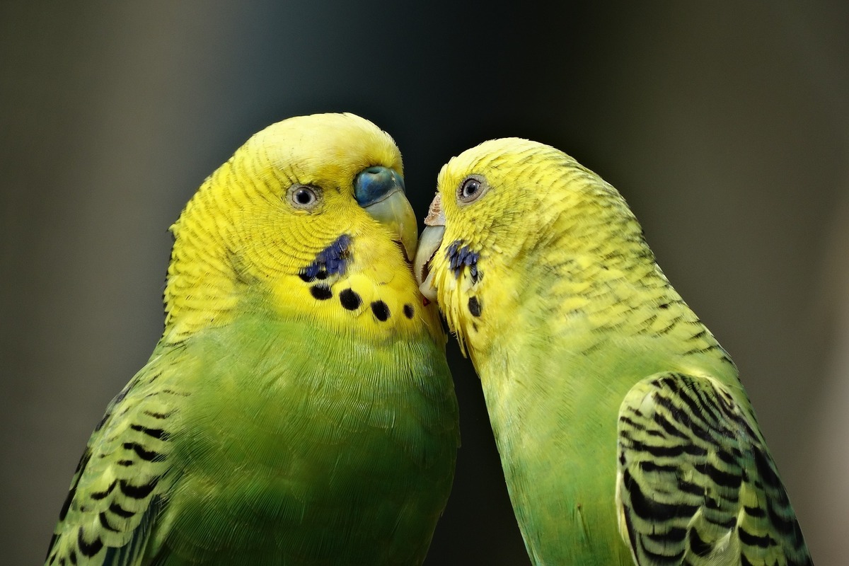 Papegaaien: sjoch profyl, soarten en briedtips