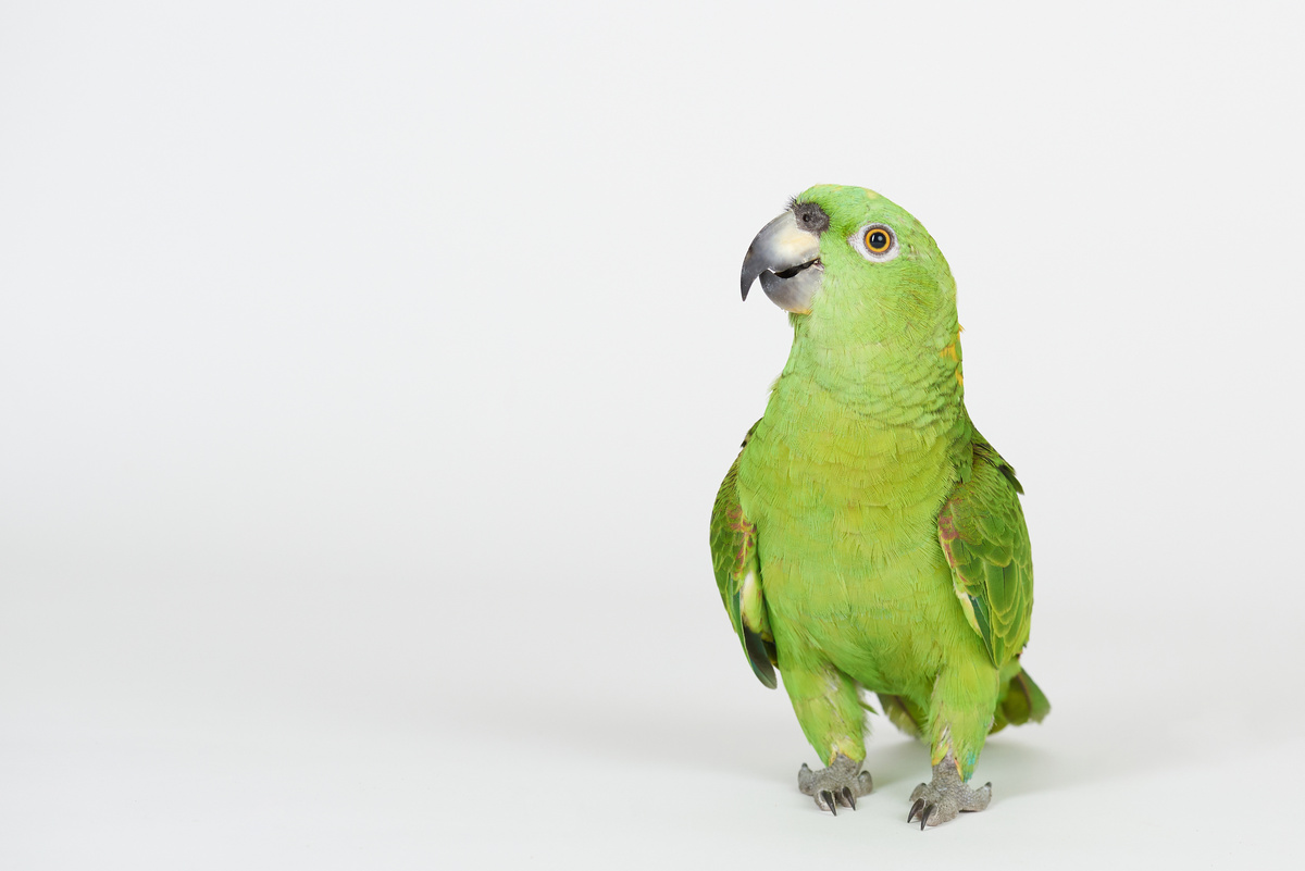 Paraketi jeshil: mësoni më shumë për zogun që është simboli i Brazilit!