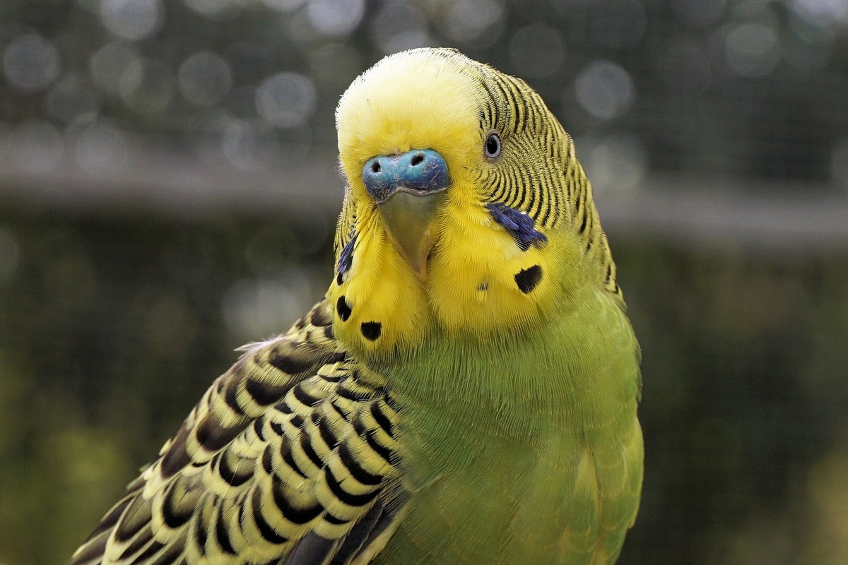 Engleski papagaj: pogledajte savjete o uzgoju, cijenu i više