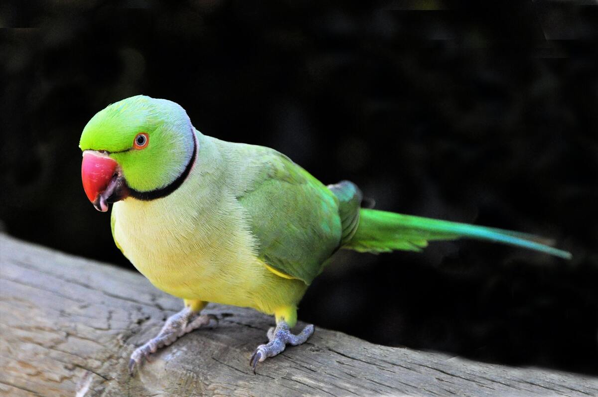 Potřebujete licenci na chov zelených papoušků? Zjistěte více!