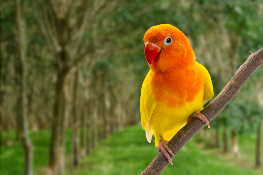 Žuta zaljubljena ptica: cijena, karakteristike, kako se uzgajati i više