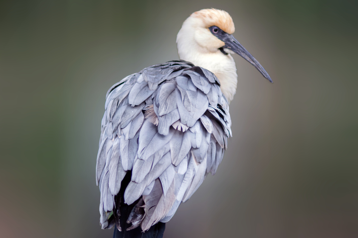 Curicaca: Upoznajte karakteristike i zanimljivosti ove divlje ptice!