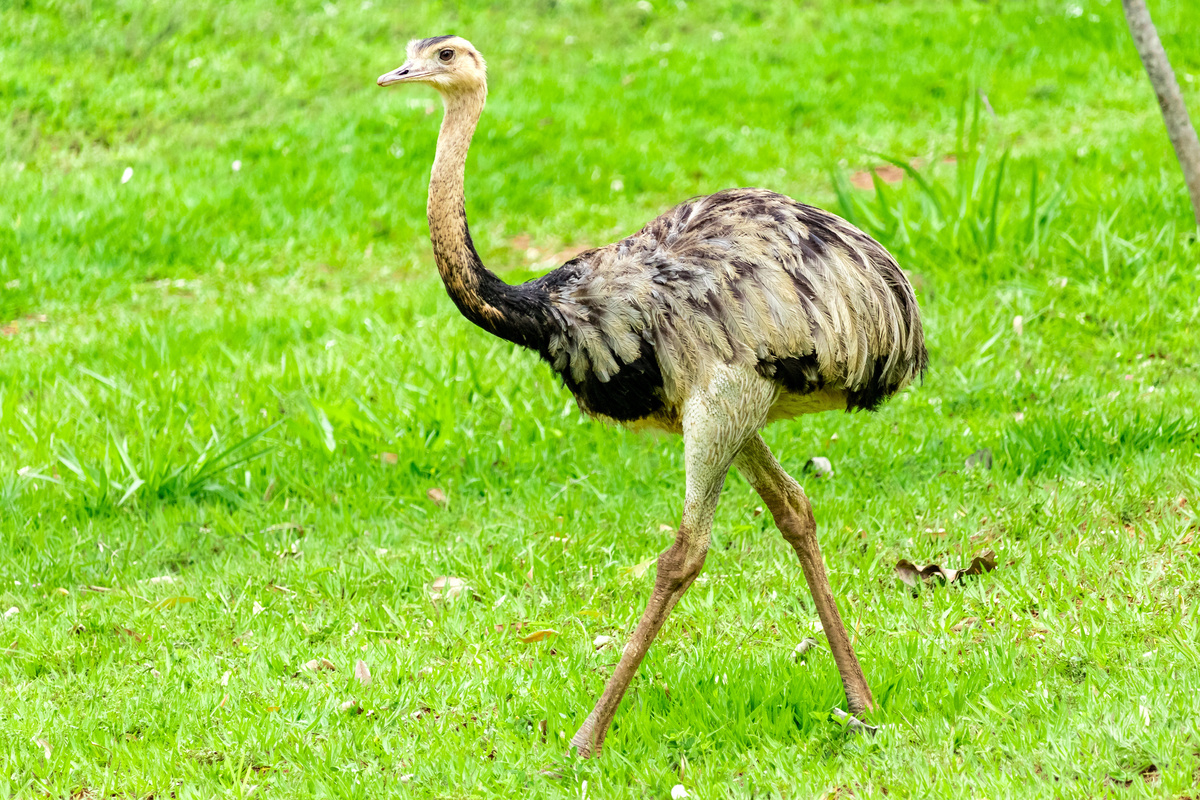 Emu: sjoch eigenskippen, soarten, fokken en mear