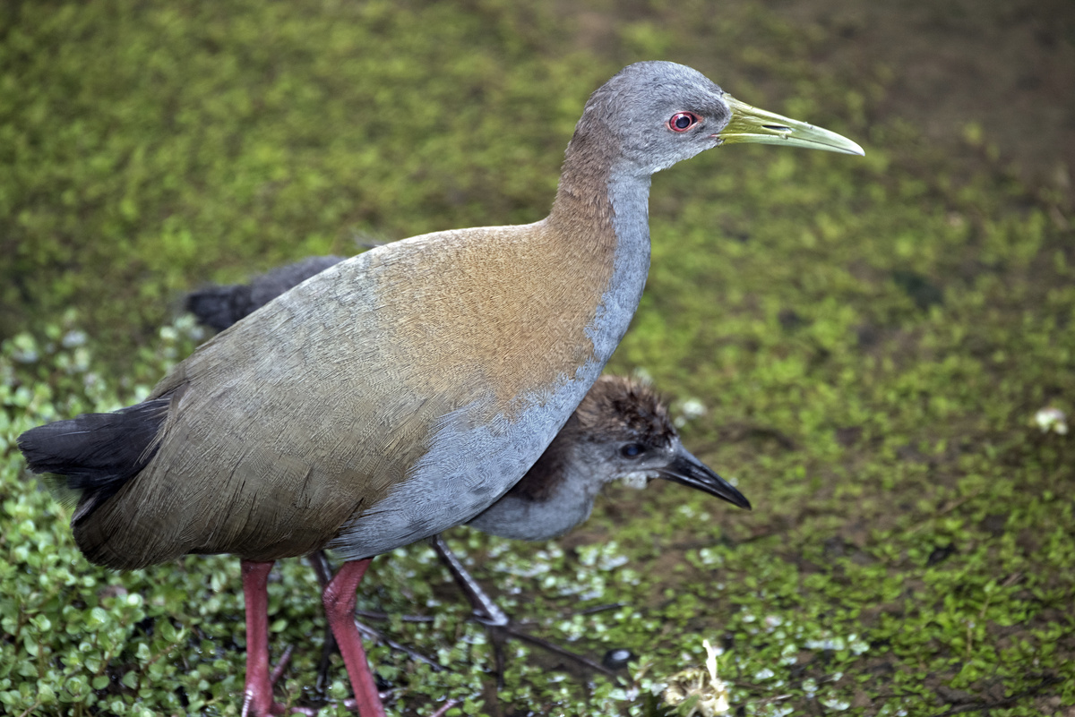 Saracura: soorten en wetenswaardigheden over deze vogel uit de cerrado!