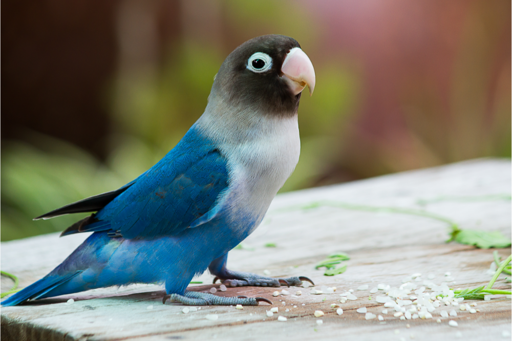 طائر الحب الأزرق: انظر الوصف والسعر والتكاليف والرعاية