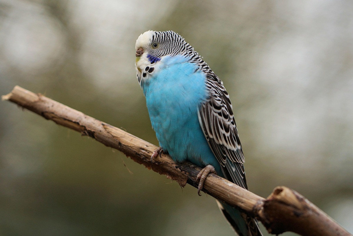 Cijena australskog papagaja: provjerite cijenu vrste i uzgoja!