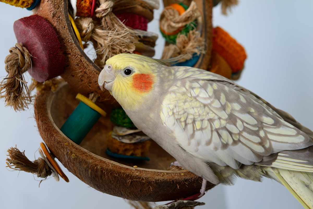 Cockatiel খেলনা: chews, perches, swings এবং আরও অনেক কিছু!