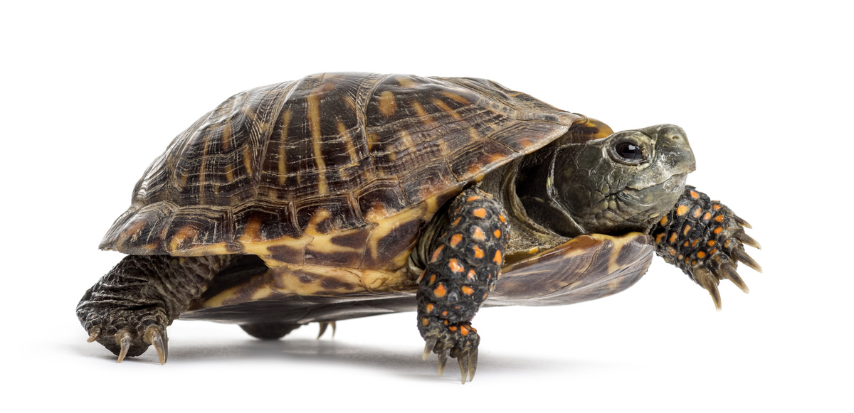 Znate li kako kupiti kornjaču? Cijene, troškovi, njega i više!