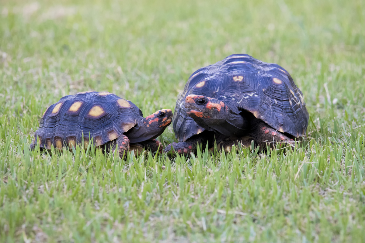 Piranga tortoise: ڄاڻو اهو ڇا آهي، کاڌو، قيمت ۽ وڌيڪ