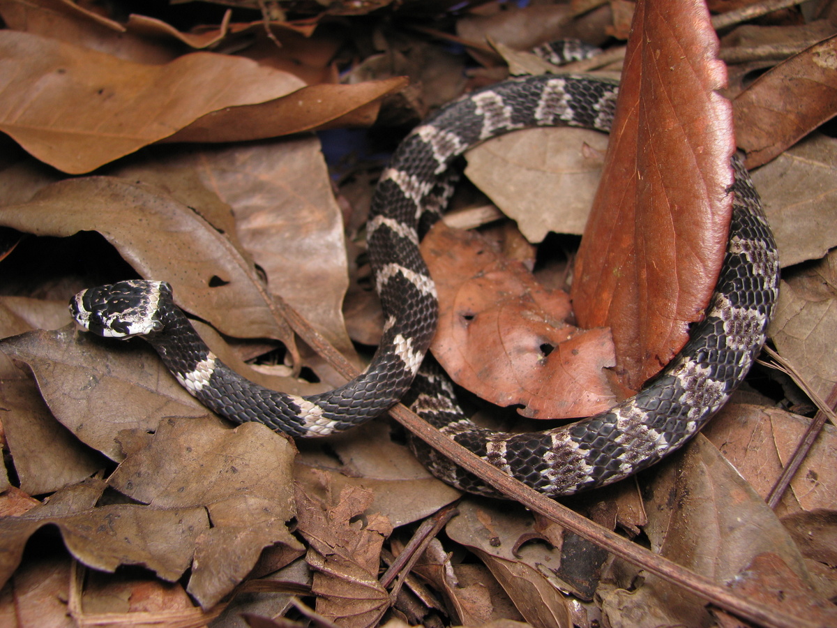 Spící had: Zjistěte, zda je jedovatý, jeho velikost, vlastnosti a další informace!