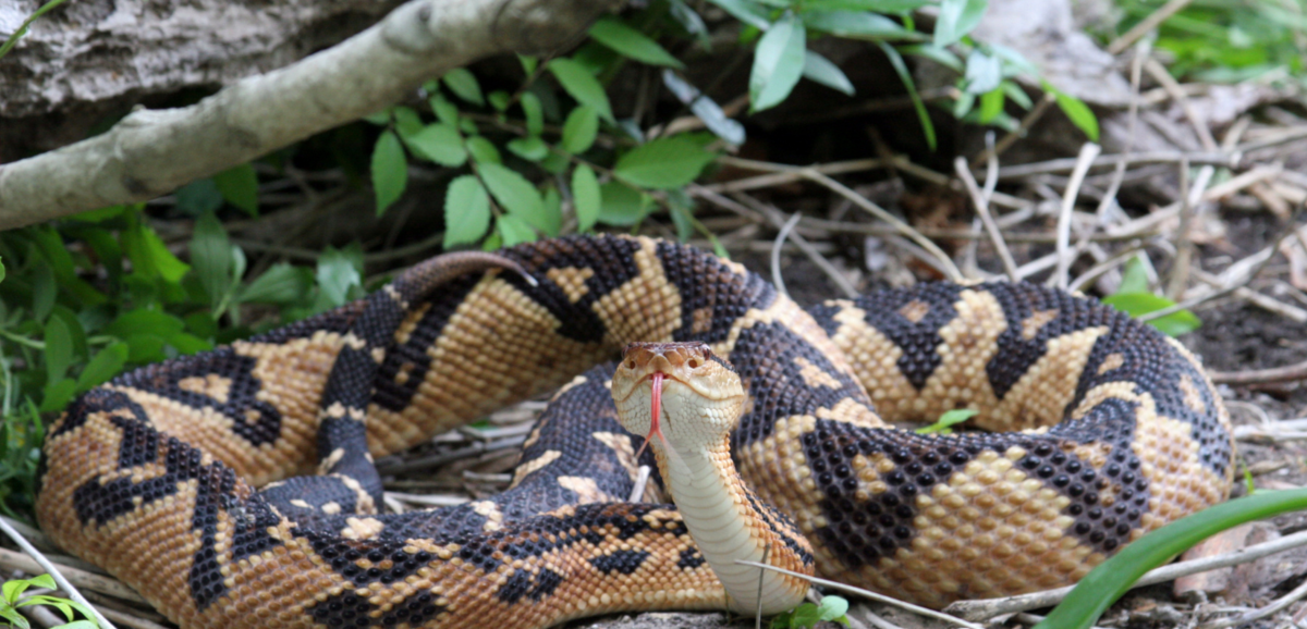 Surucucucu pico-de-jaca: Möt denna enorma giftiga orm